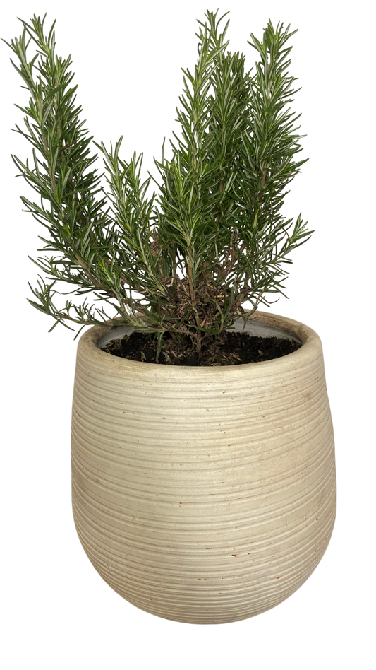 Matera gota mediana + planta aromática