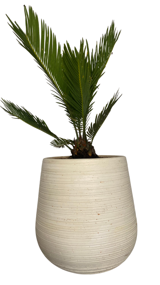 Matera gota mediana + palma Sika