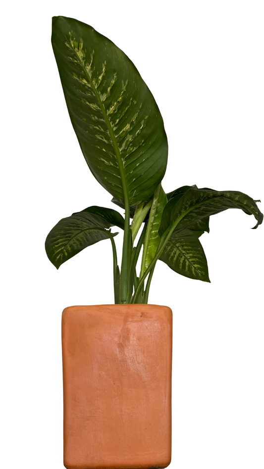 Matera apartamentera+ Planta aglonema