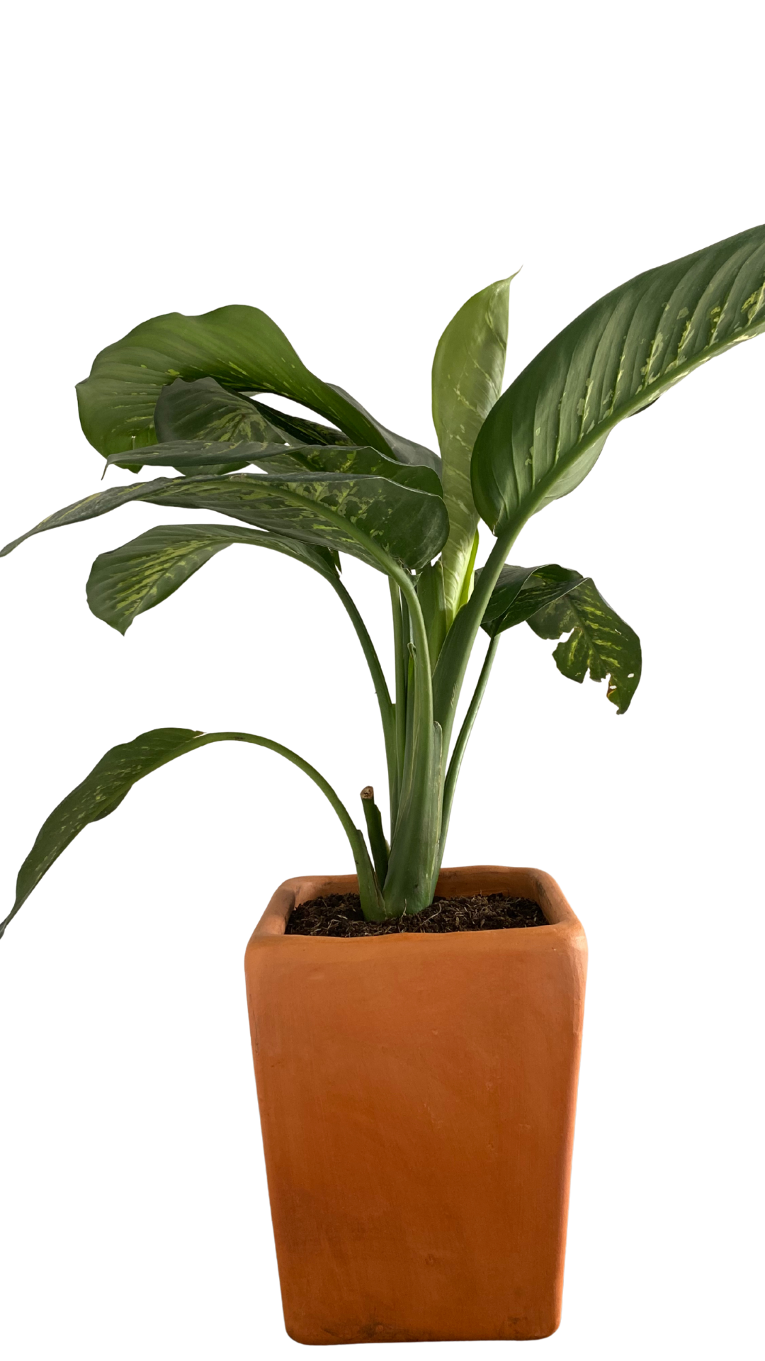 Matera apartamentera Mediana + Planta aglonema