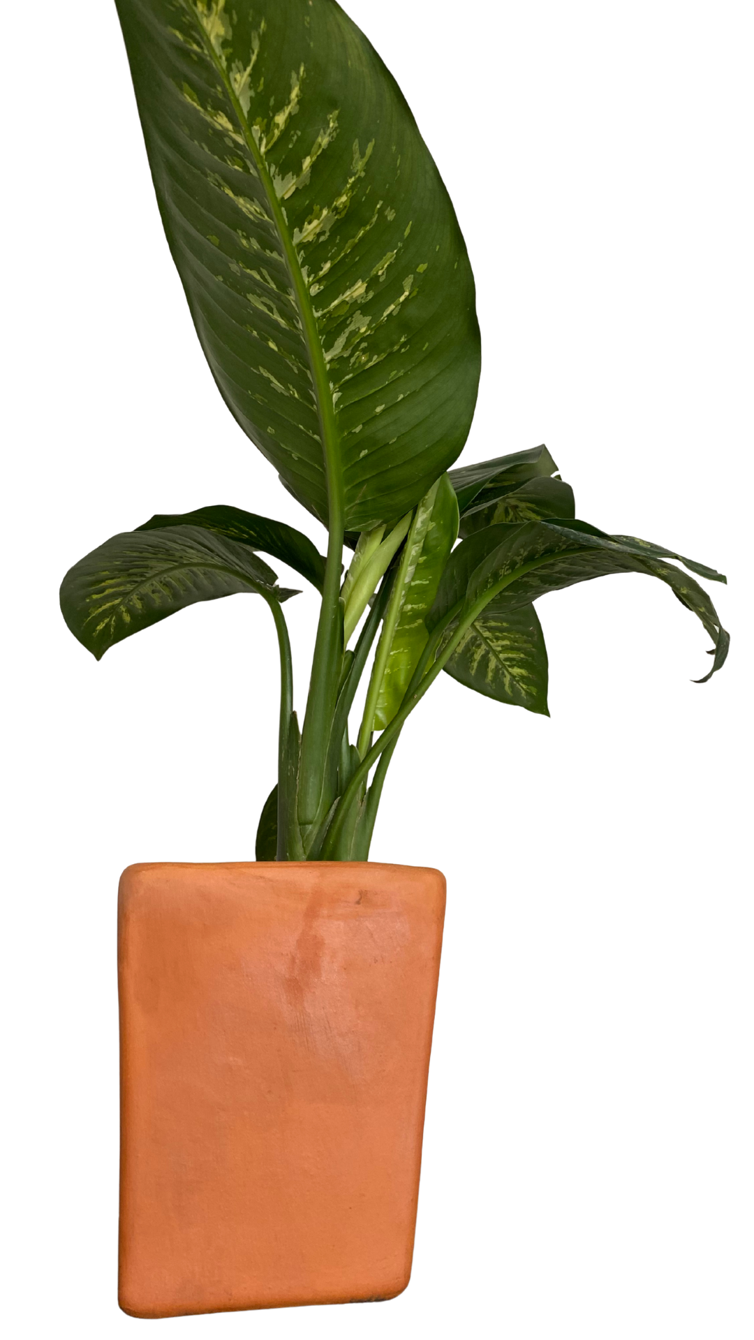Matera apartamentera Mediana + Planta aglonema