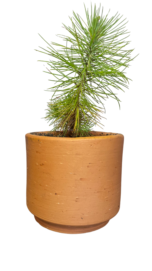 Matera tarro mediano + Pino Patula