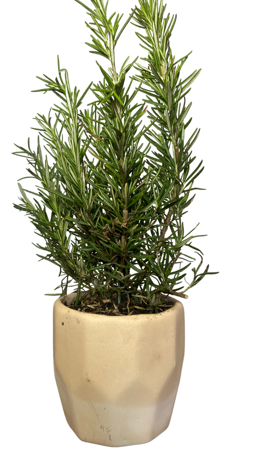 Matera Piña pequeña + Aromática