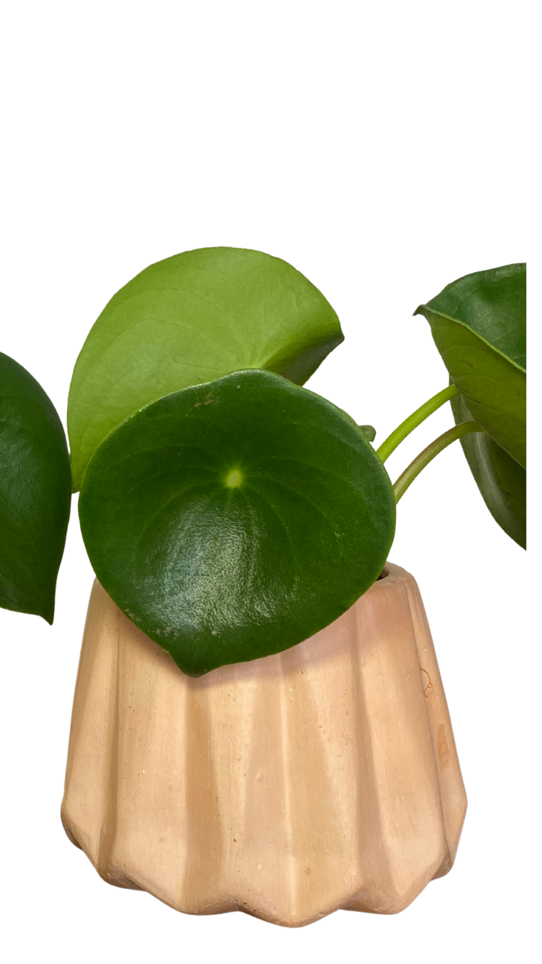 Matera diamante pequeña + Planta cuchara