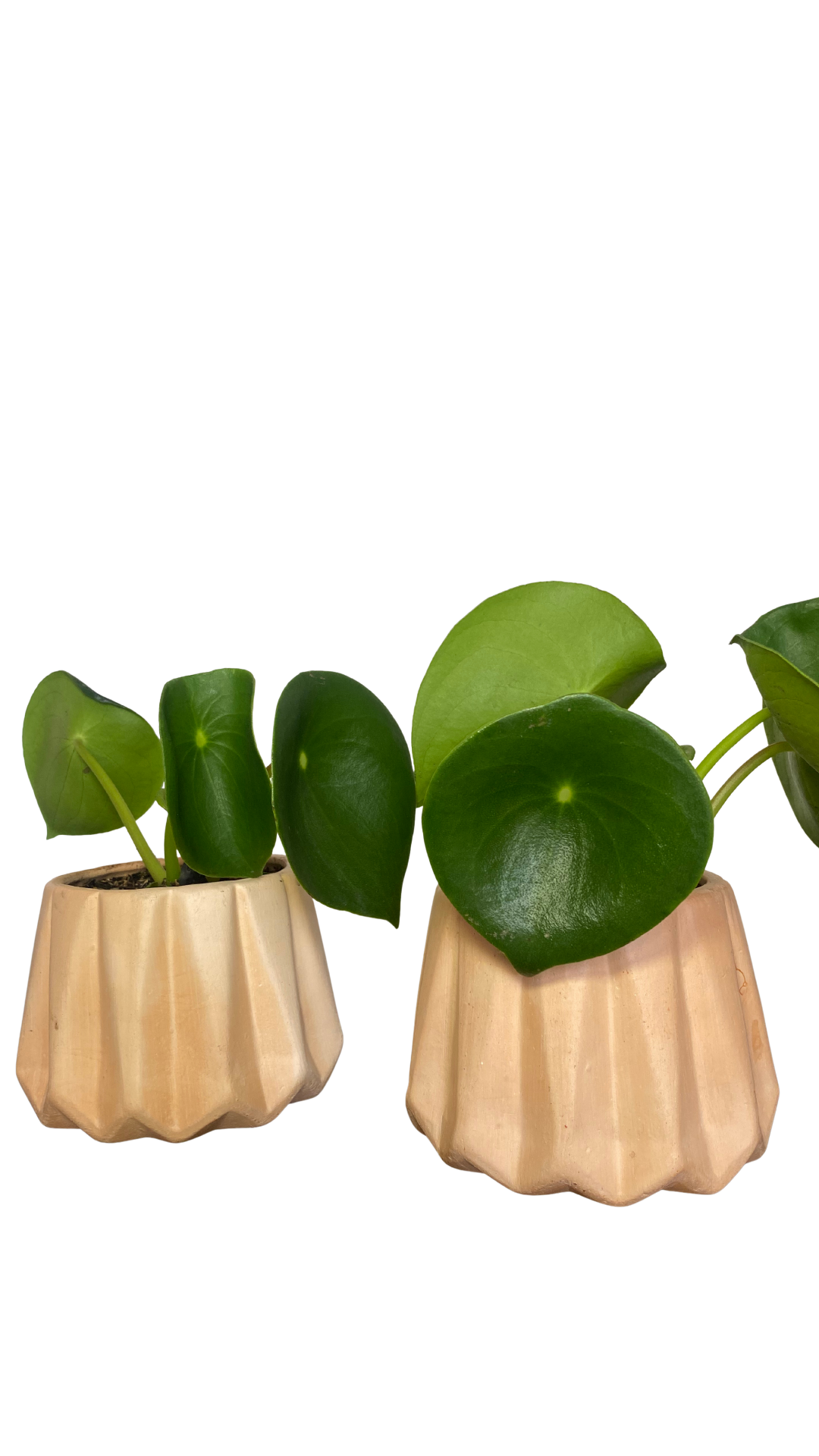 Matera diamante pequeña + Planta cuchara