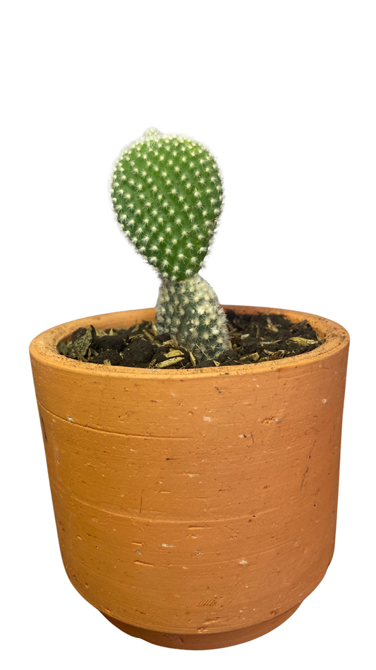 Matera Tarro Pequeña + Cactus / Suculentas