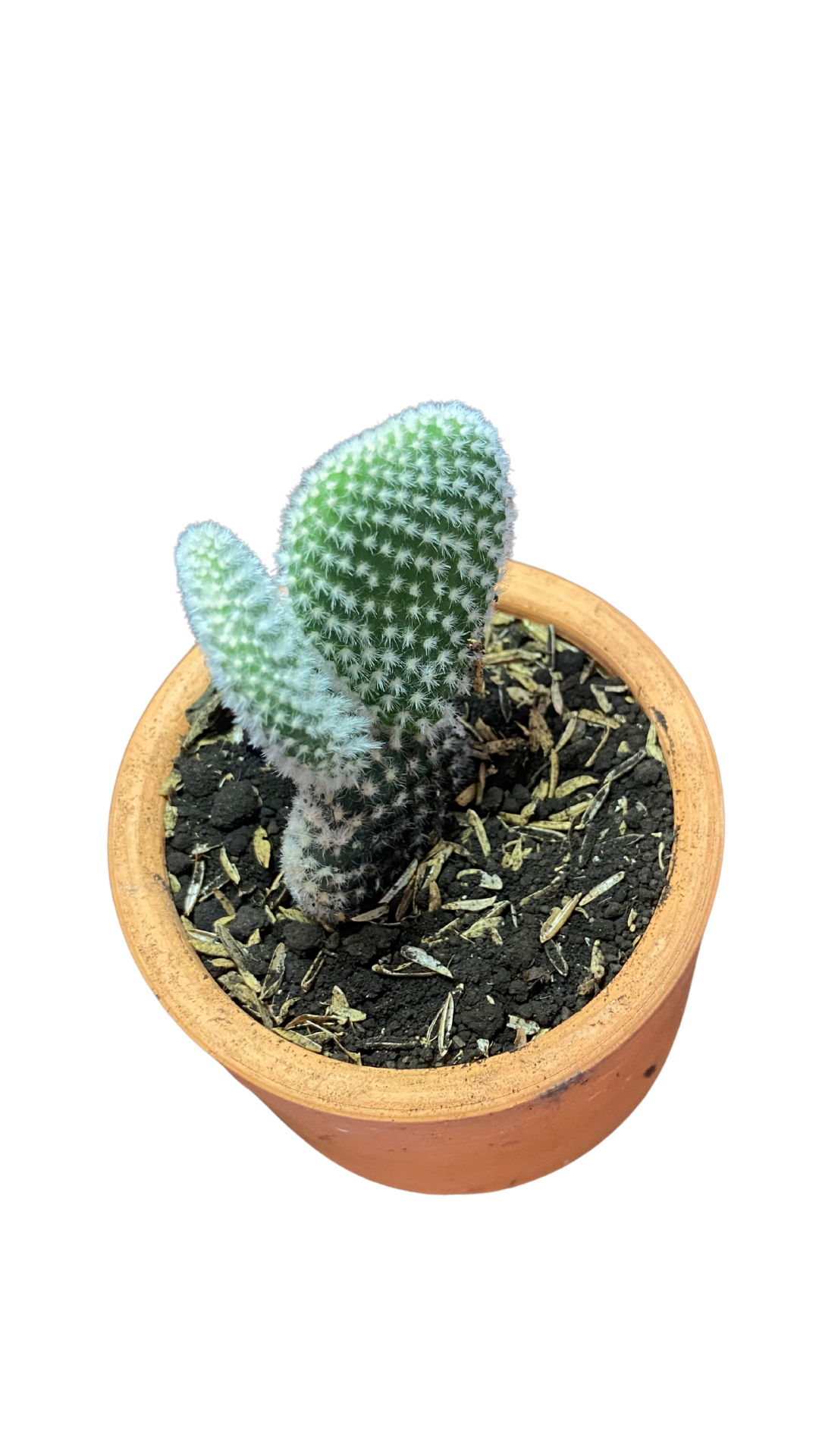 Matera Tarro Pequeña + Cactus / Suculentas