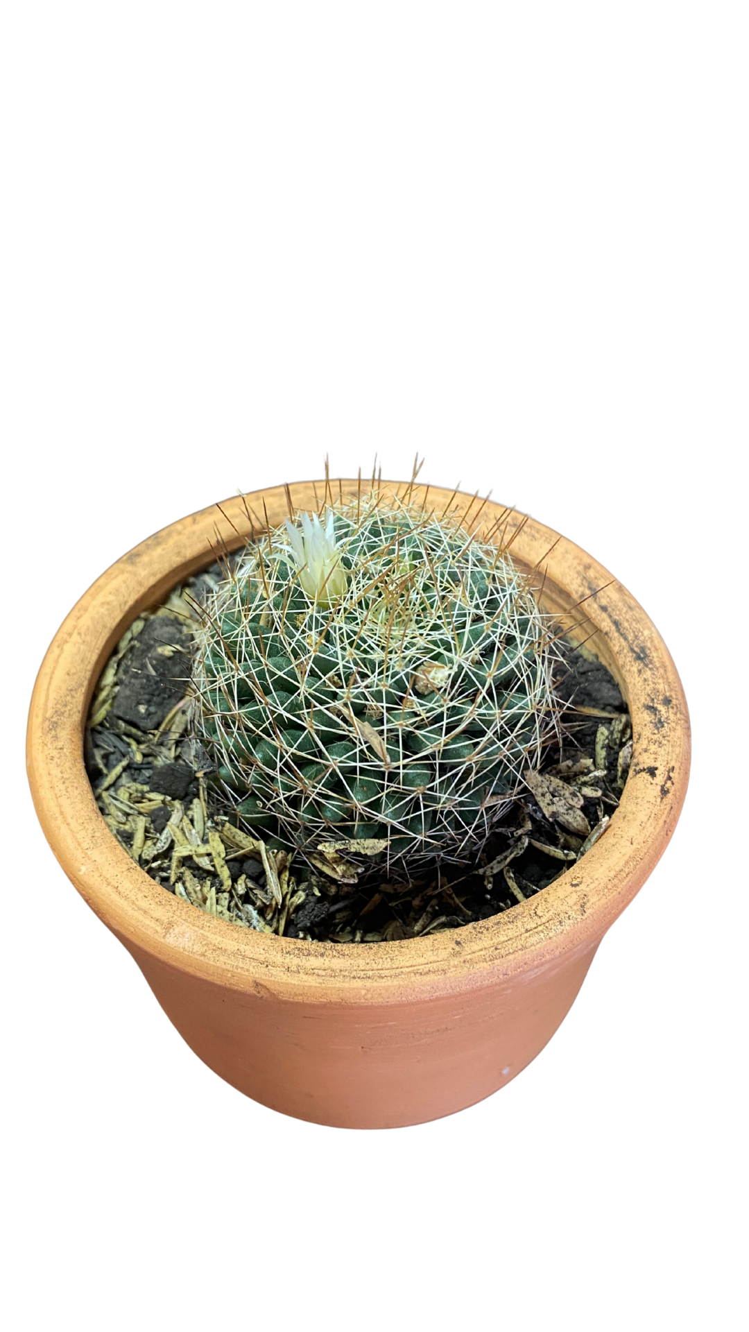 Matera Tarro Pequeña + Cactus / Suculentas