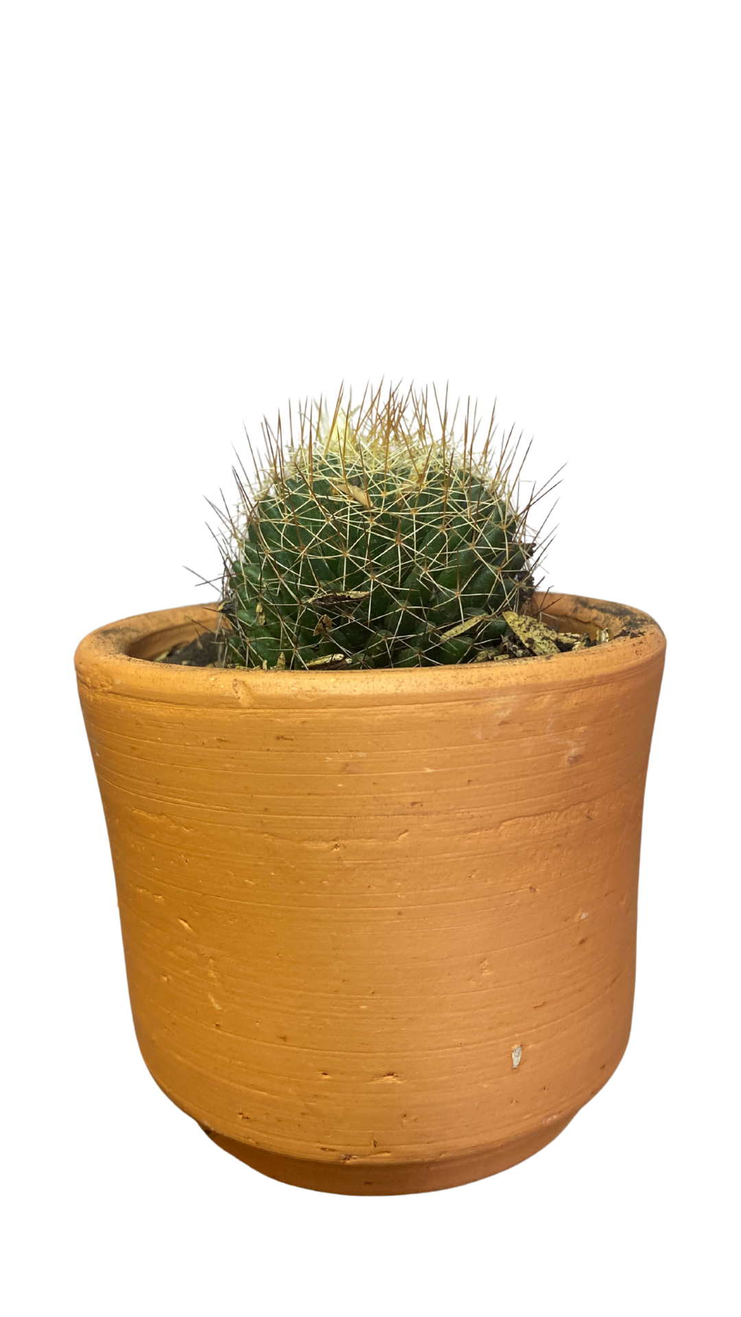 Matera Tarro Pequeña + Cactus / Suculentas