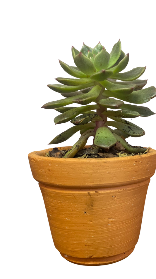 Matera campana Pequeña  + Cactus / Suculentas