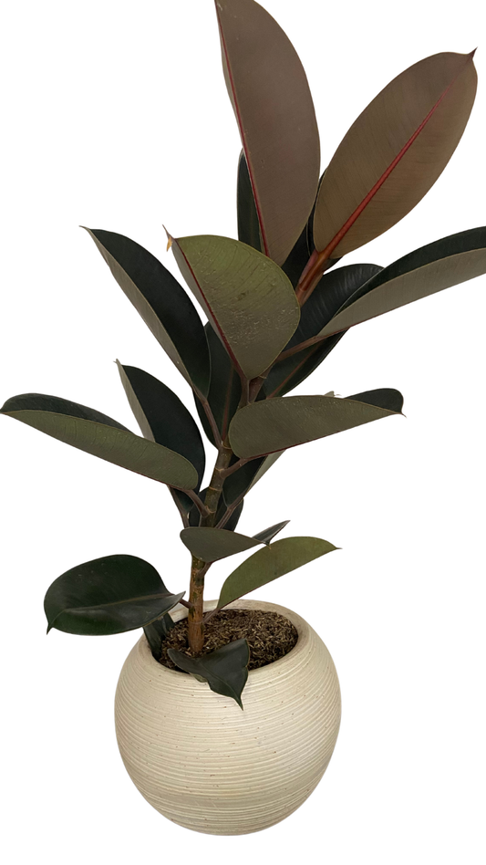 Matera esfera mediana + Caucho Negro