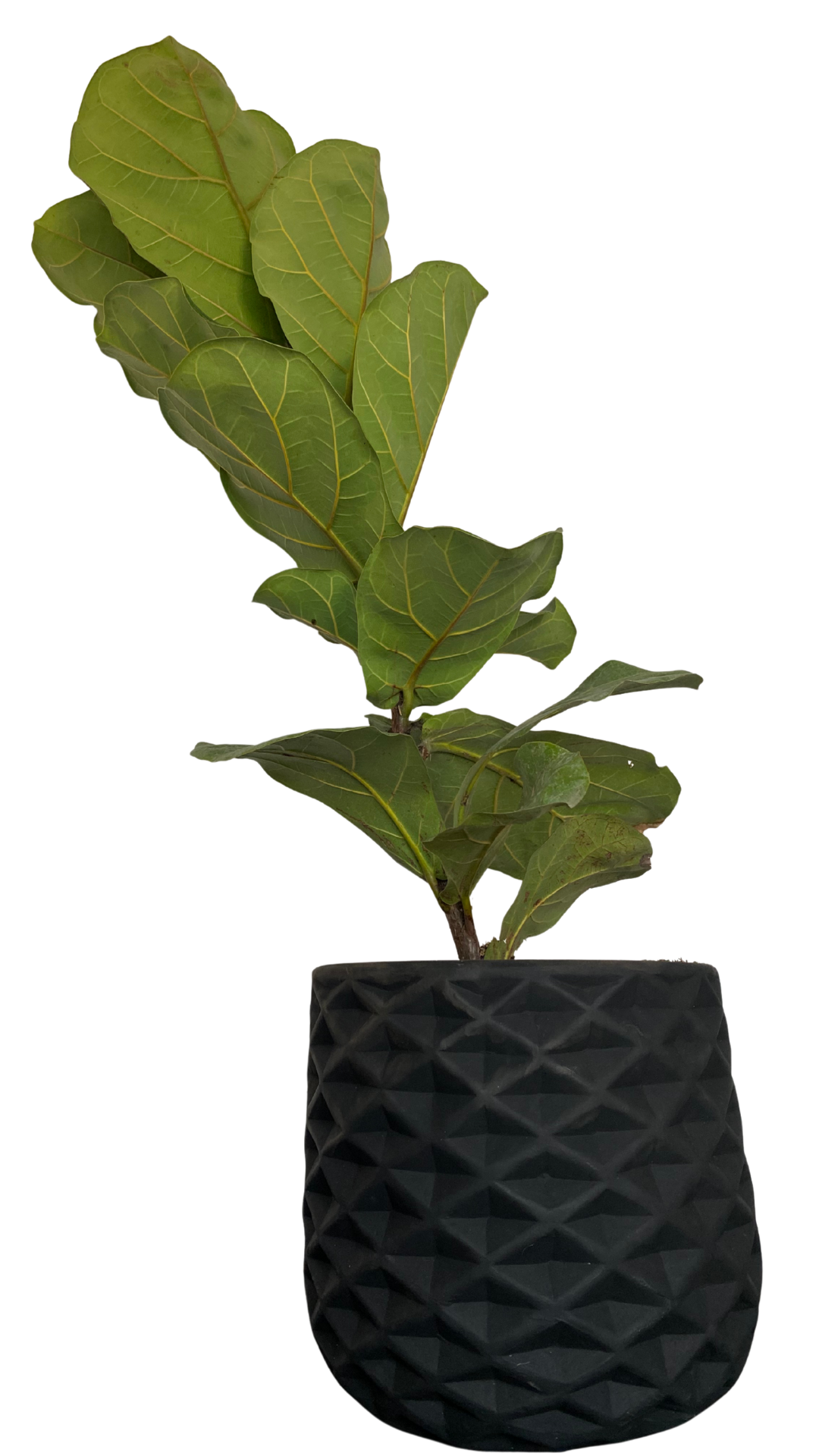 Matera piña mediana + Pandurata, ficus lira, higuera de hojas de violín