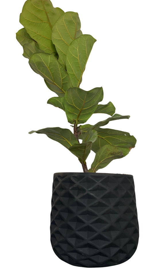 Matera piña mediana + Pandurata, ficus lira, higuera de hojas de violín