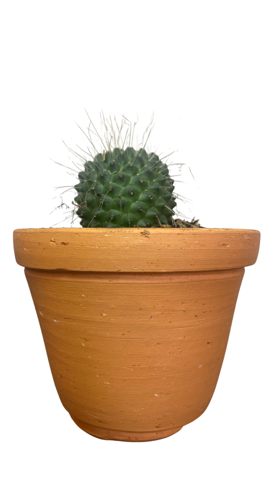 Matera campana mediana + Cactus / Suculentas