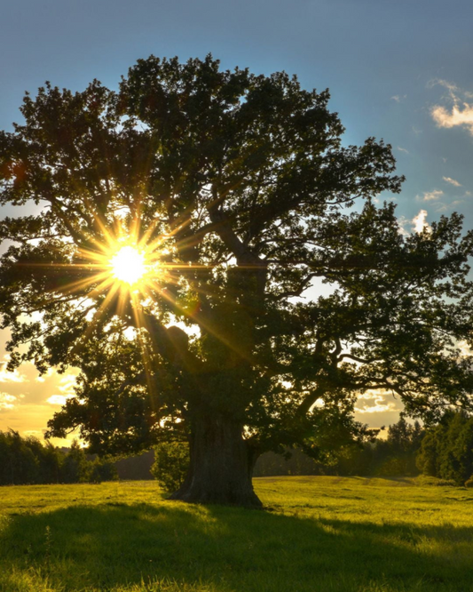 10 árboles - 5 años
