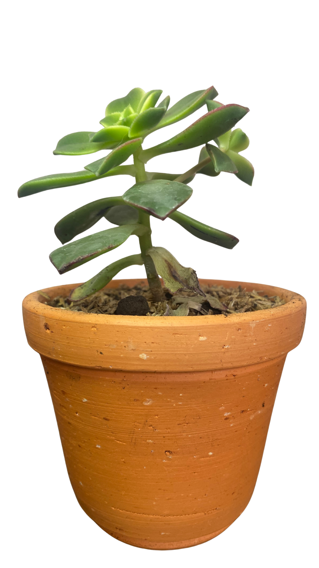 Matera campana mediana + Cactus / Suculentas