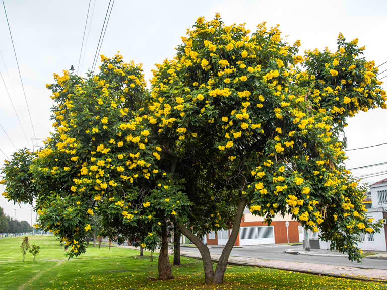 5 árboles - 1 año