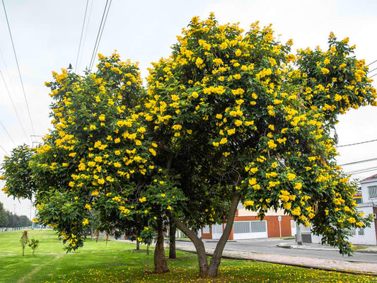 5 árboles - 1 año