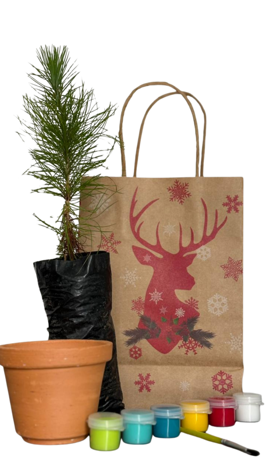 Matera campana  + Pino Cipres - Kit pintura